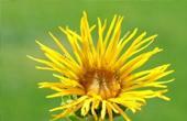 Devyasil alto( Inula helenium)