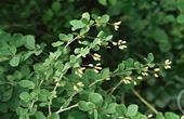 Barberry Common