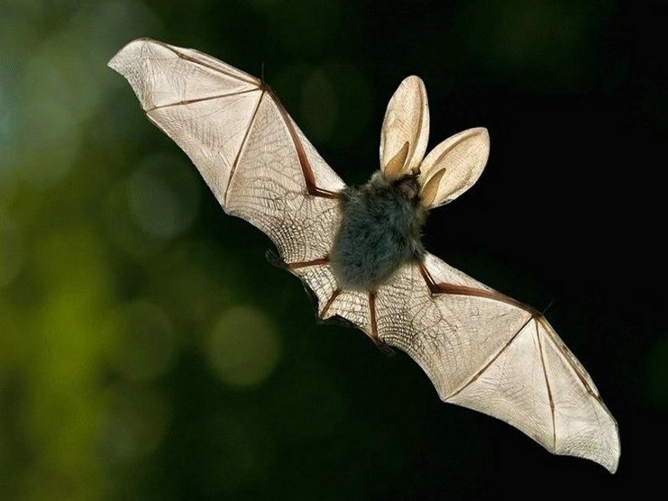 Qu'est-ce que cela signifie si les chauves-souris se sont installées dans la cour?