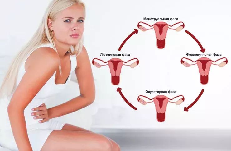 Pregnancy through menstruation