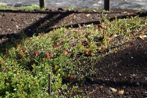 Kebun Cranberry - bagaimana menumbuhkan semak kuratif di situs Anda dan mungkinkah?