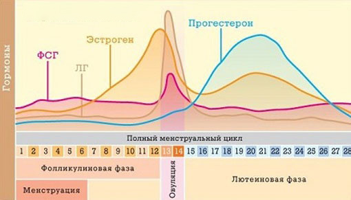 Jak ustalić cykl za pomocą "TIME-FACTOR"