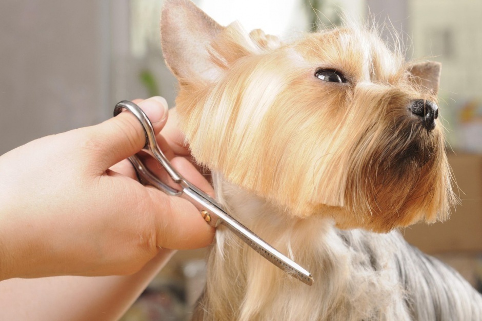 Aliekspress: goederen en kleding voor honden en dieren in het Russisch. Hoe te kiezen en kopen goedkope kostuums, overalls, schoenen, kragen, speelgoed voor honden in de online winkel AliExpress?