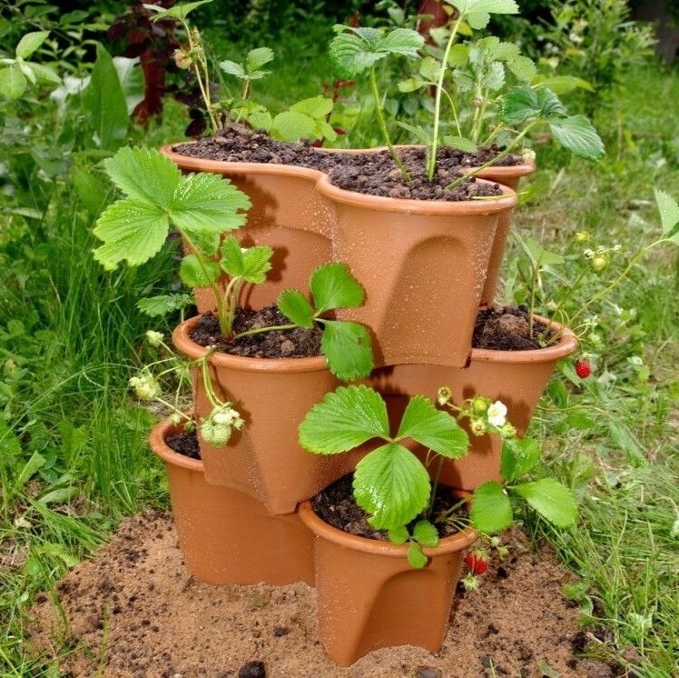 How to plant a strawberry vertically