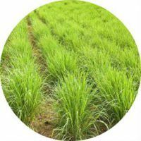 The use of lemon grass( lemongrass)