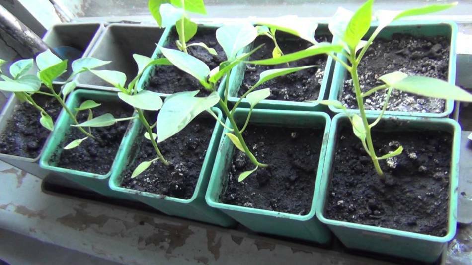 Zaailingen van paprika's: ziekten en plagen. Waarom worden de gele peperzaailingen geel, de bladeren, bladluizen, spint, wittevlieg worden verdraaid en vallen: wat te doen, hoe zich te ontdoen?