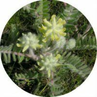 Therapeutische eigenschappen van gras astragalus