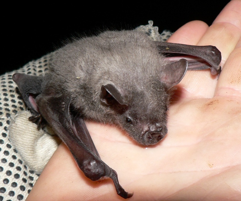 Chauves-souris dans la maison