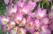 Colchicum jesienne