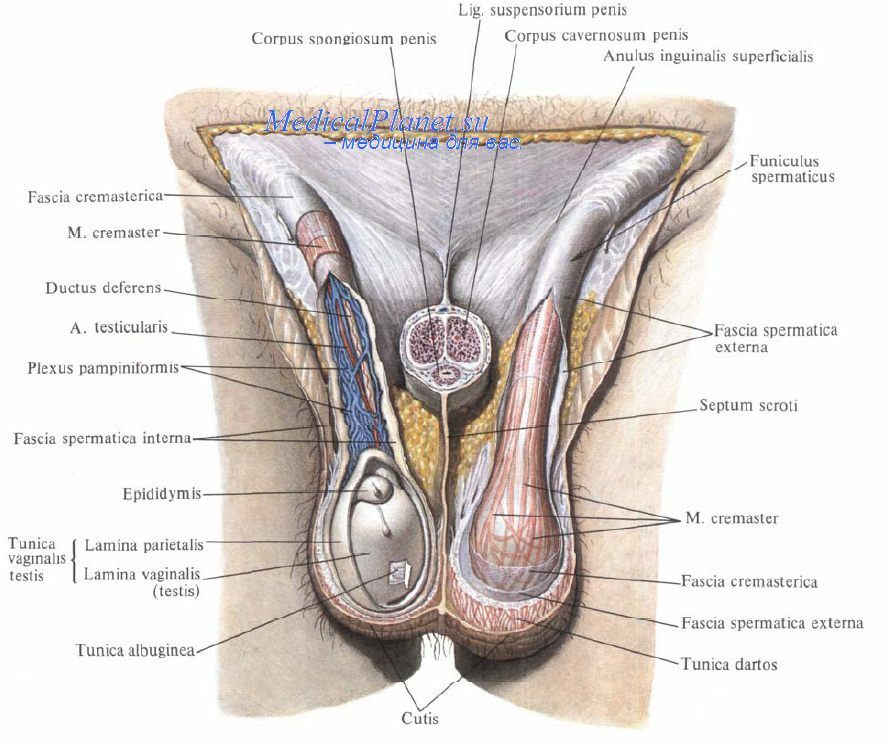 Cryptorchidism in men and children - symptoms, causes and treatment. Do you need surgery for cryptorchidism? Cryptorchidism effects