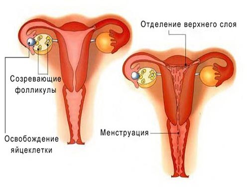 Os primeiros sinais de menstruação nas raparigas 69