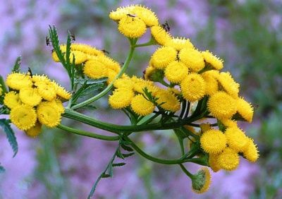 Tansy akan meningkatkan nafsu makan kita, Infus dari itu mengobati gastritis!