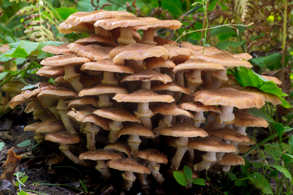 Volksborden over paddenstoelen: waarom veel schimmels in het bos, veel witte paddenstoelen, paddestoelen verzamelen in een schrikkeljaar, paddenstoelen in een bloempot, op het graf, een heksencirkel?