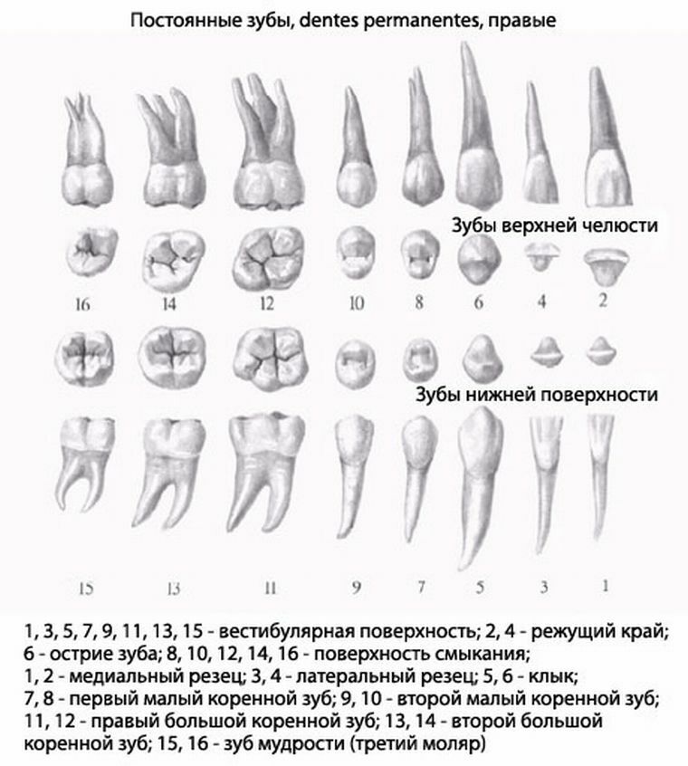 Зуб 1.4. Корни зубов верхней челюсти схема. Строение 6 зуба нижней челюсти. Анатомия 4 зуба верхней челюсти.