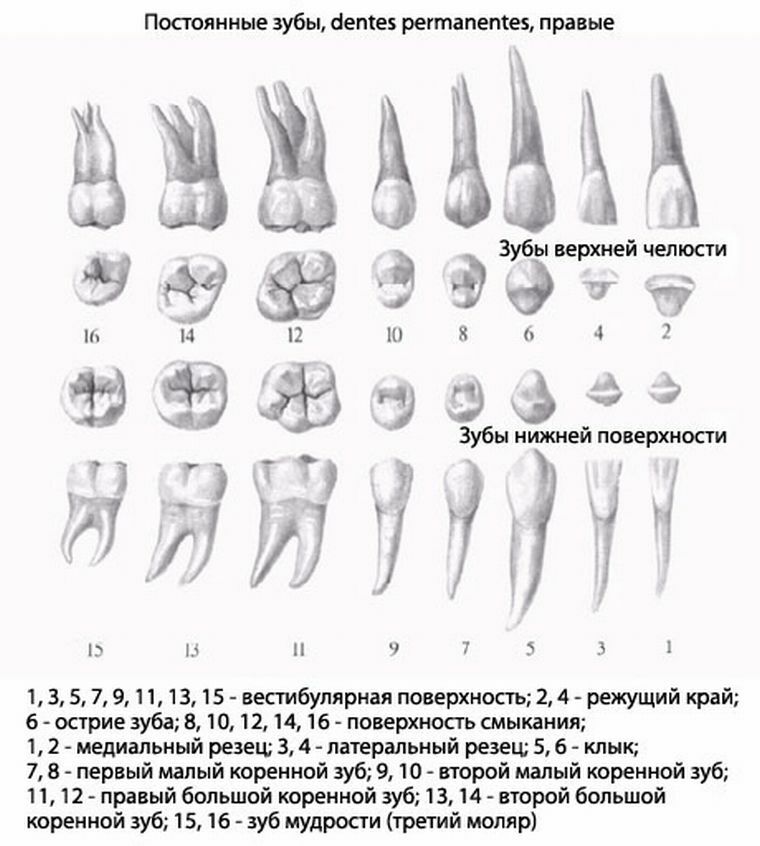 Схема верхней челюсти