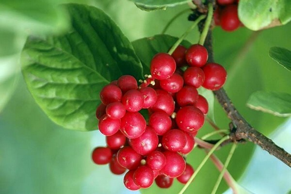 Selai dengan sereh - kami membuat makanan penutup yang unik