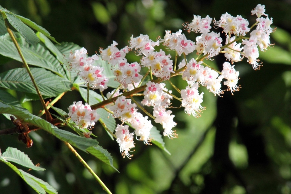 Cavalo castanho - flores, frutas, pele de semente: propriedades medicinais, contra-indicações para mulheres e homens, aplicação em medicina popular e cosmetologia. Tintura, extrato, pomada, creme, gotas, velas, caldo, chá de castanha de cavalo - instruções de uso