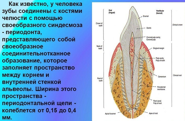 Estrutura, função e doença periodontal