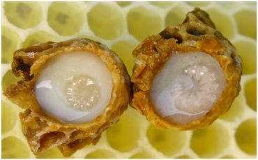 Makan madu dengan royal jelly. Dia akan meningkatkan nada, semuanya akan menjadi bundel!