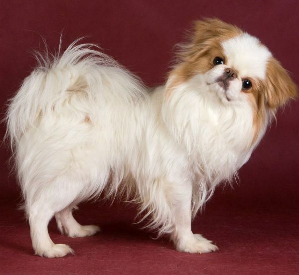 Rassen van kleine honden met foto's, namen en kenmerken van de natuur