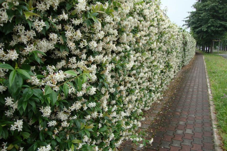 Decoratieve kamperfoelie Capryfol - aromatische kronkelende liaan: variëteiten en soorten, planten en verzorgen in de volle grond, vermenigvuldiging met lagen. Honeysuckle Capryfall in landschapsontwerp: foto. Honeysuckle Capryfall: mag ik bessen eten?