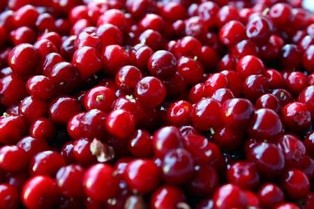 Lingonberry basah: baik obat dan mengobati