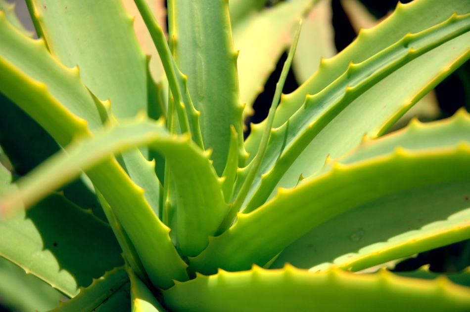 Como espremer o suco de aloe na casa? Como usar aloe veggies?