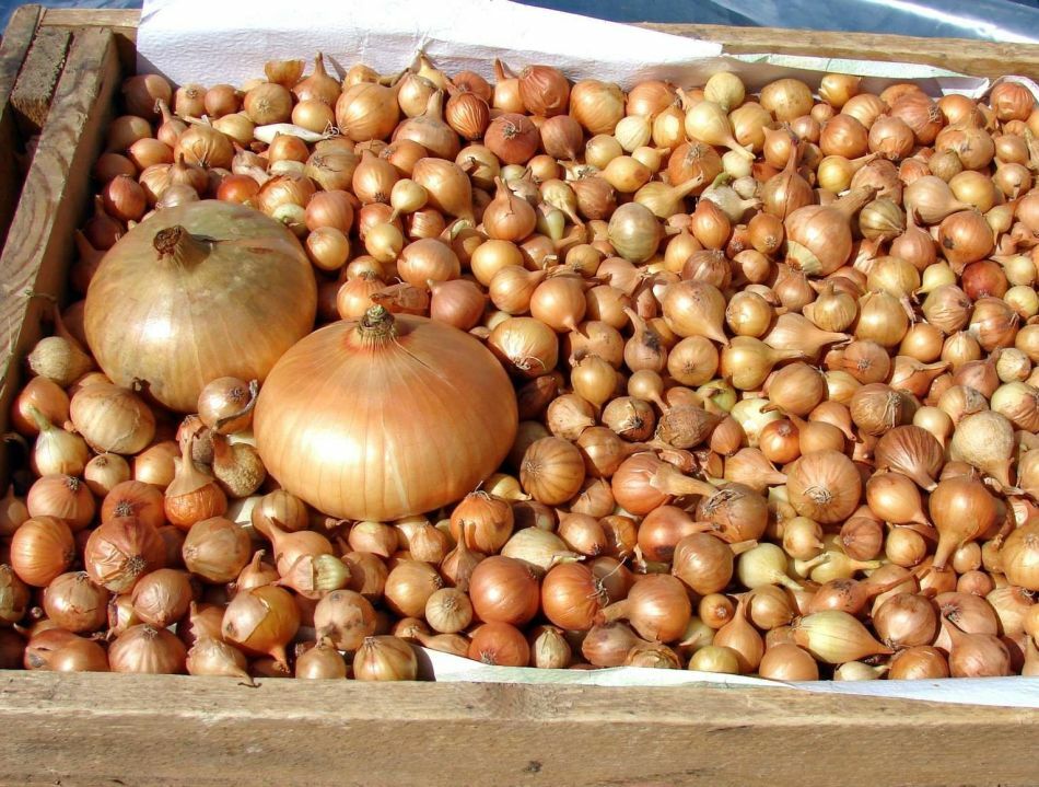 Planting and top dressing of spring on head and feather. What to soak onions before planting in the spring?