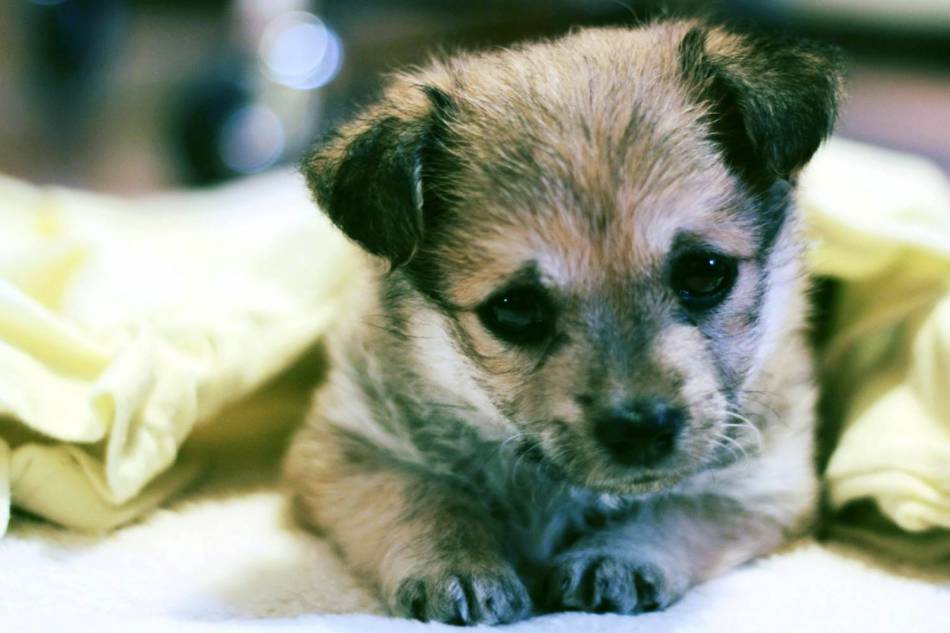 Puppy in huis. De eerste dag van de pup in het nieuwe huis