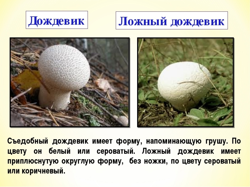 Ognjište od gljiva: jestivo ili ne, što izgleda lažan gljiva kišni ogrtač?Materijal kiše gljiva: ljekovita svojstva i kako kuhati?Što mogu kuhati s kišnim gumom?