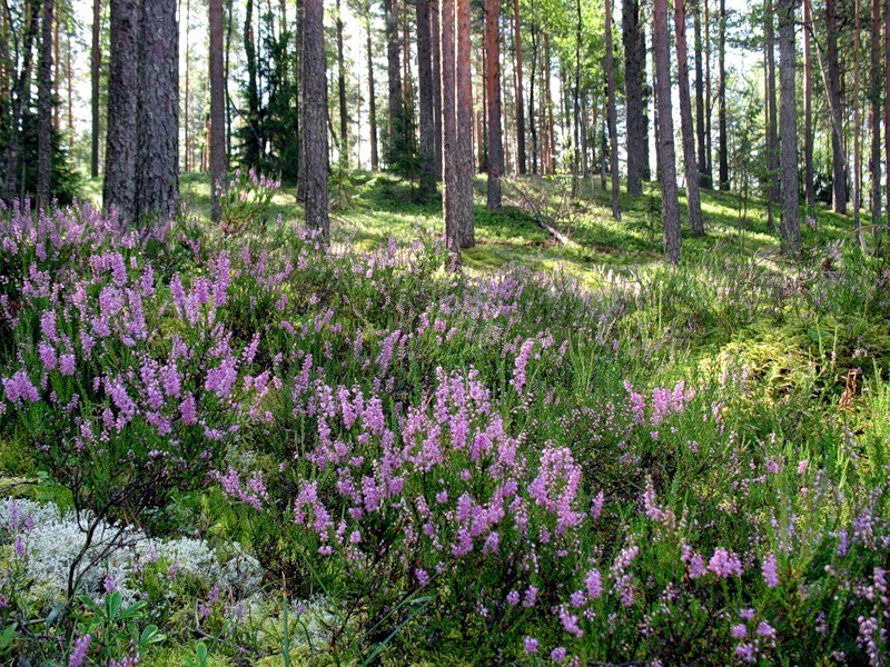 Mis on heather? Heather tavaline: meditsiinilised omadused, näidustused ja vastunäidustused kasutamiseks