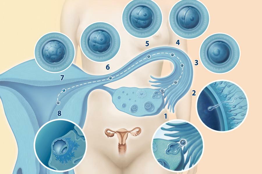 What is anovulatory cycle and what are its consequences