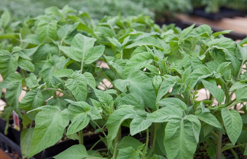 Tomati seemikute haigused ja nende ravi kodus. Miks tomatite seemik muutub kollaseks, nõrgemaks ja langemiseks, halvasti, õhuke ja pikk, lilla värv: mida ma peaksin tegema?