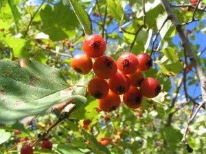 Beber Hawthorn é útil - Com ele, o coração não tem uma doença!