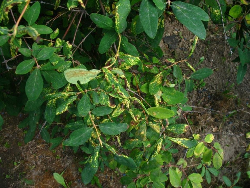 Honeysuckle is eetbaar: variëteiten, planten in de lente en herfst in de volle grond, teelt, voortplanting, snoeien en verzorgen, plagen en ziekten, behandeling en behandeling. Honeysuckle eetbaar: de geheimen van groeien en advies ervaren