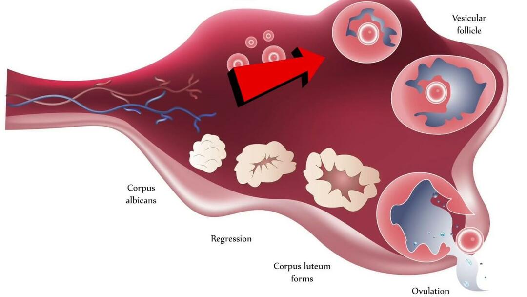 corpus-leuteum-image-human-anatomy-picture-functions-diseases-and