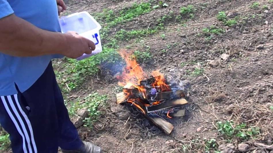 Aardappelen planten en de coloradokever bestrijden met preparaten en folkremedies zonder chemie. Natuurlijke vijanden die de Coloradokever afschrikken: planten, bloemen, vogels