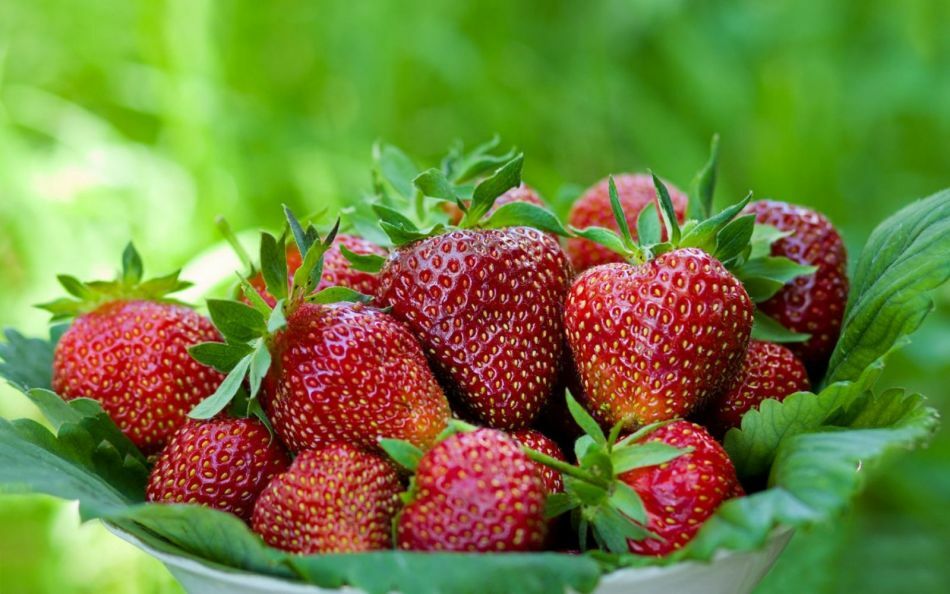 Hvor mange kalorier er i jordbær frisk og frossen? Kan jeg spise jordbær når jeg går ned i vekt? Egenskaper av jordbær for vekttap