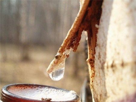 Minuman jus Birch dan jangan sakit!