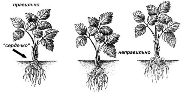Kada i kako biljku jagode u tlu