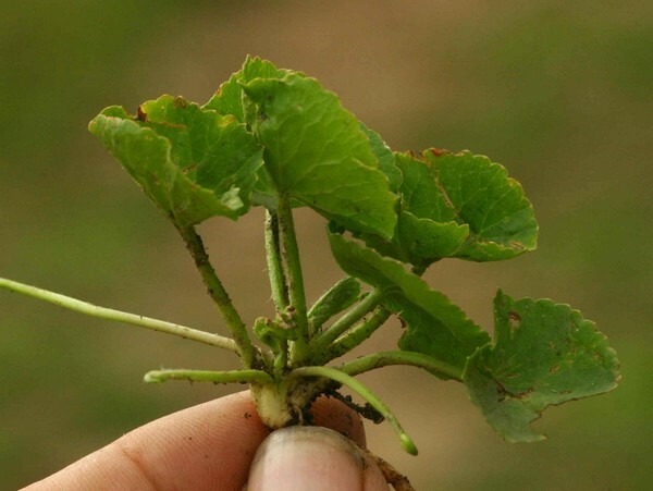 Gotu Kola adalah tanaman kuno untuk kejernihan pikiran dan umur panjang