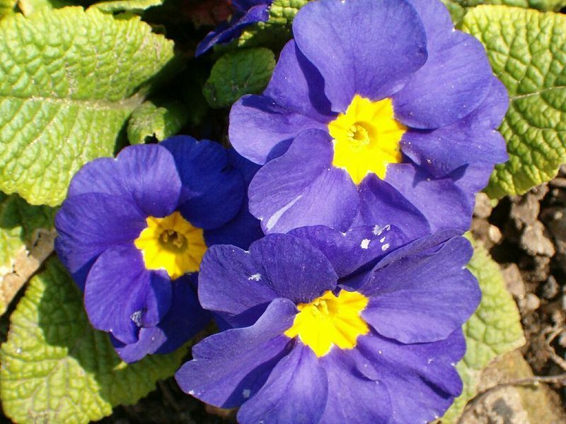 Hoe te om sleutelbloem in de tuin en in een serre van zaden te kweken? Teelt van het oor, kleingetande, stengelsloze, dubbele sleutelbloem uit zaden: tips