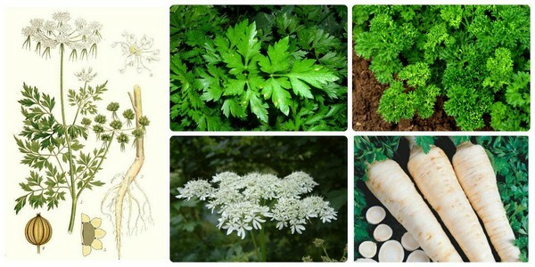 Parsley dari edema - cara pengobatan dan resep yang berguna