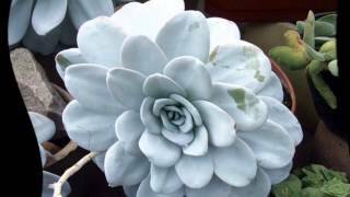 Echeveria: home care