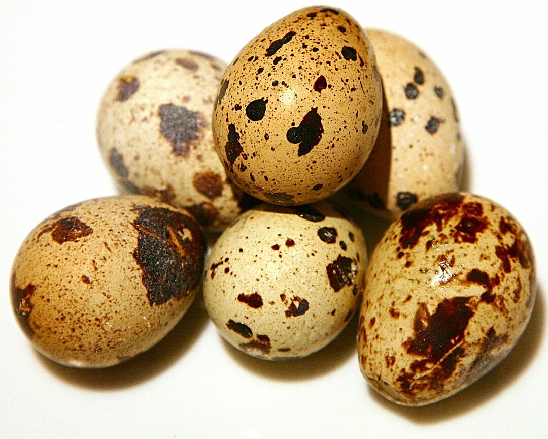 Telur puyuh - khasiat berguna