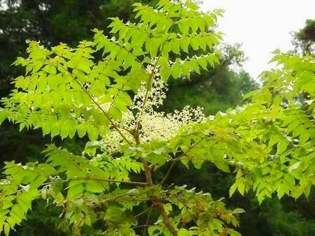 Tintura de aralia remove psicose, desintoxica e evita a esclerose!