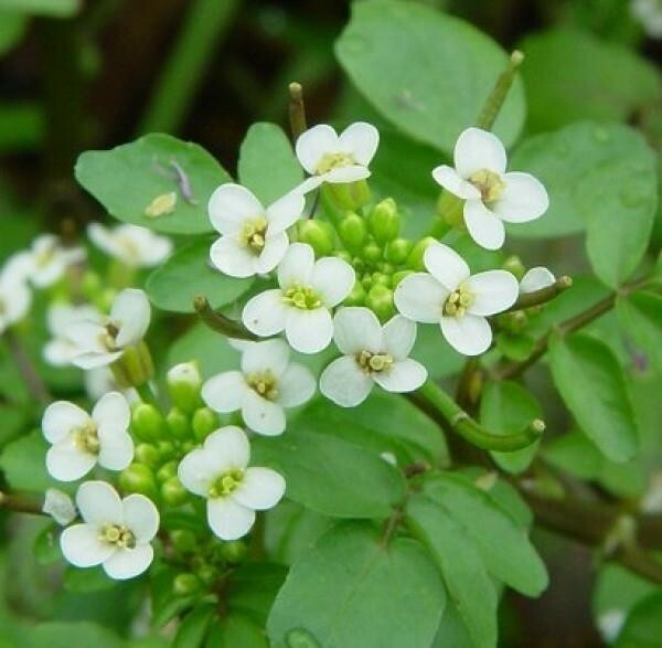 O berço de água é uma planta medicinal para todos nós