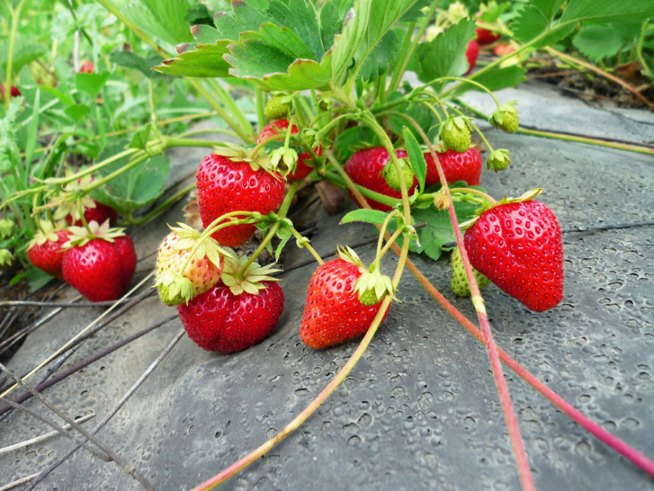 Planten, verplanten en verzorgen van aardbeien in het voorjaar. Telen, bemesten, behandeling van plagen en ziekten en snoeien van aardbeien in het voorjaar: tips