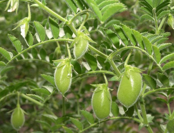 Menikmati potongan kacang chickpea. Rahasia memasak