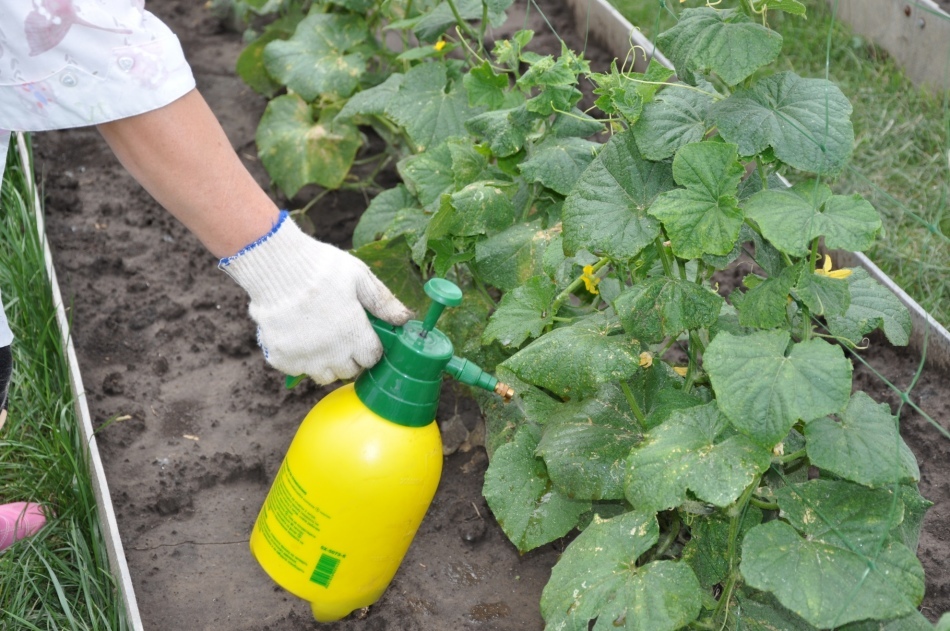 Zelenka teemant - kasutada aias rahvapärase vahendina haiguste taimede ja köögiviljade, tomatite ja kurkide kaitsmiseks. Kuidas osta hiina zelenokit Aliexpressis: hind, kataloog